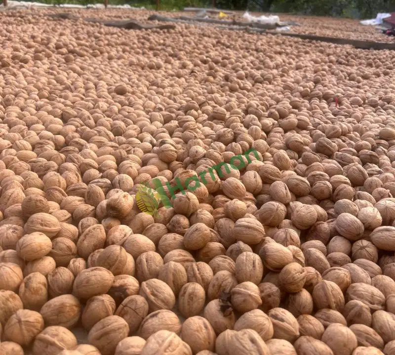 Kahramanmaraş Çağlayancerit Cevizi
