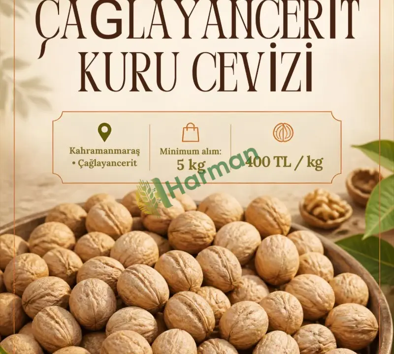 Kahramanmaraş Çağlayancerit Cevizi