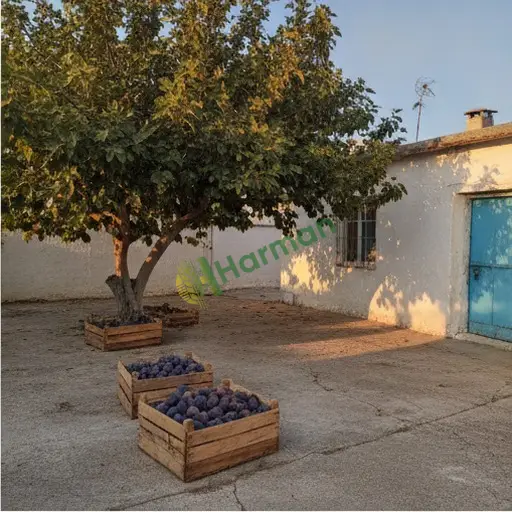 Kahramanmaraş'ta incir alıyorum