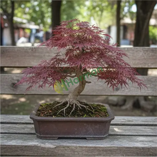 Kahramanmaraş Çağlayancerit'te Japon akçaağacı bonsai arıyorum