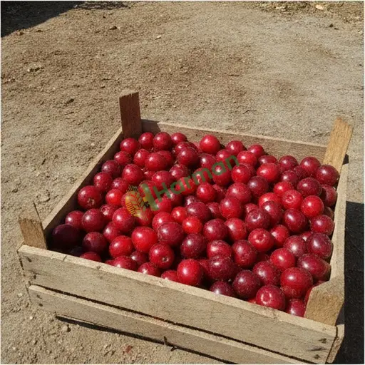 Kahramanmaraş Pazarcık kızılcık alıyorum