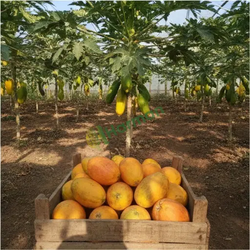 Kahramanmaraş Çağlayancerit'de papaya satılık