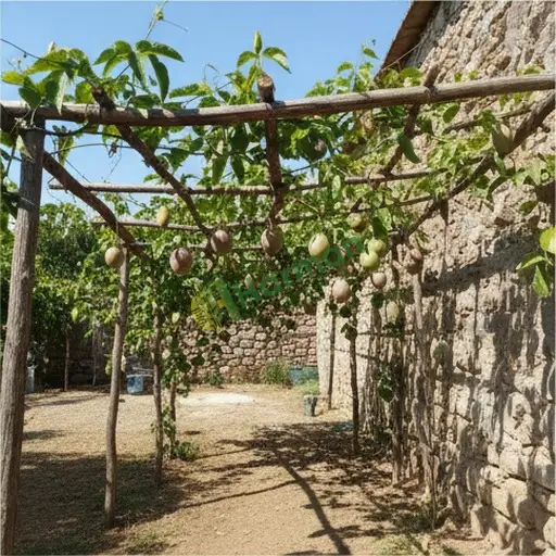 Kahramanmaraş Türkoğlu çarkıfelek meyvesi alınacak