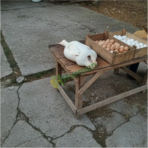 Kahramanmaraş Nurhak'ta kaz eti satılık