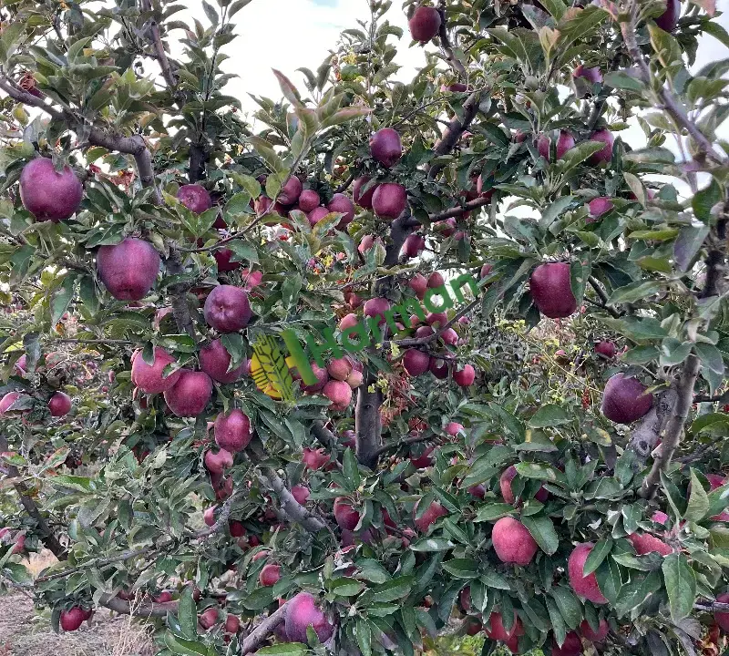 Kahramanmaraş/Afşin’de satılık elma