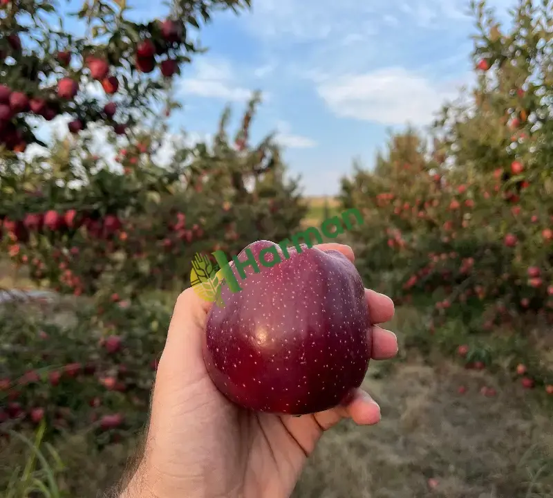 Kahramanmaraş/Afşin’de satılık elma