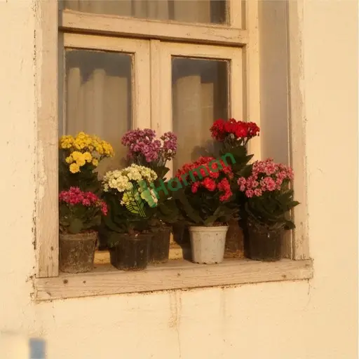 Eskişehir Sarıcakaya'dan Aranan Kalanchoe