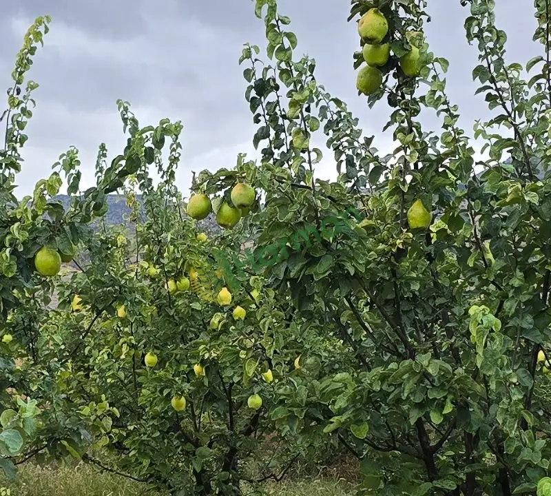 Kalibre AYVA