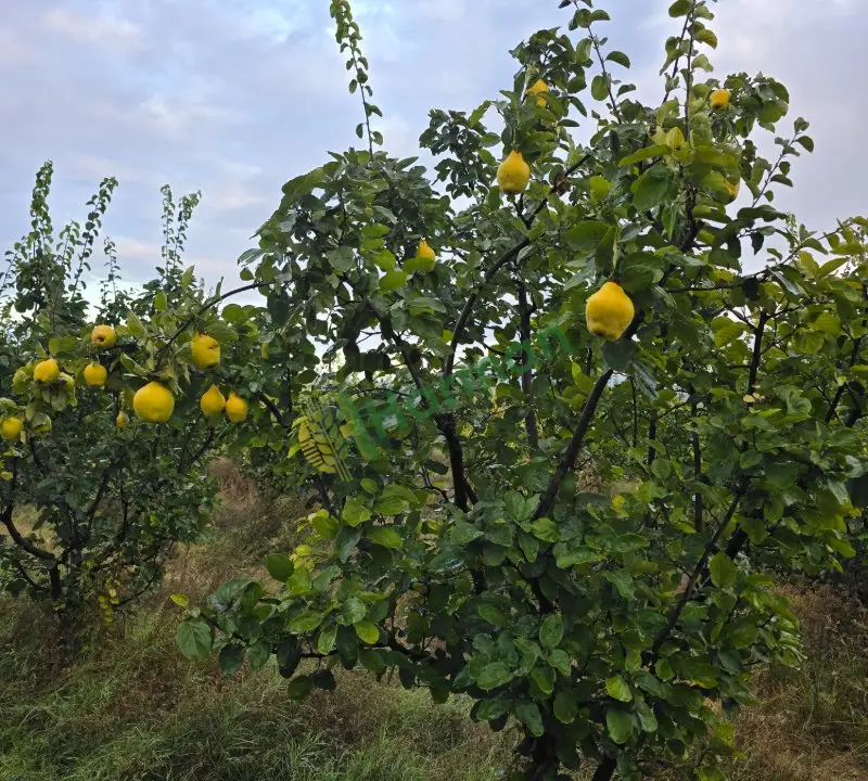 Kalibre AYVA
