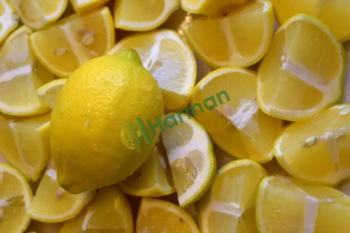 Kalibreli düzgün yatak limon, satılık - Çorum Bayat