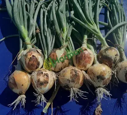 kalıte