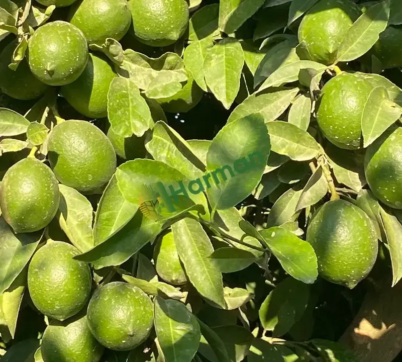 KALİTELİ HASTALIKSIZ BOYLU MAYER LİMON