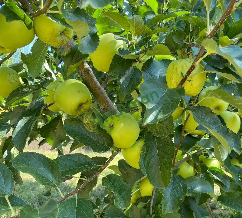 KALİTELİ İRİ ELMA