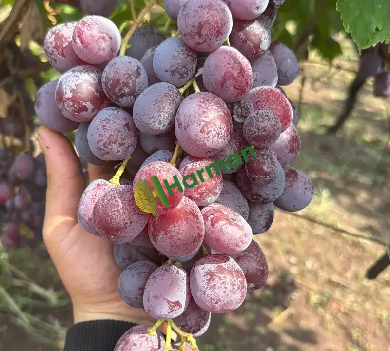 Kaliteli Red globel üzüm