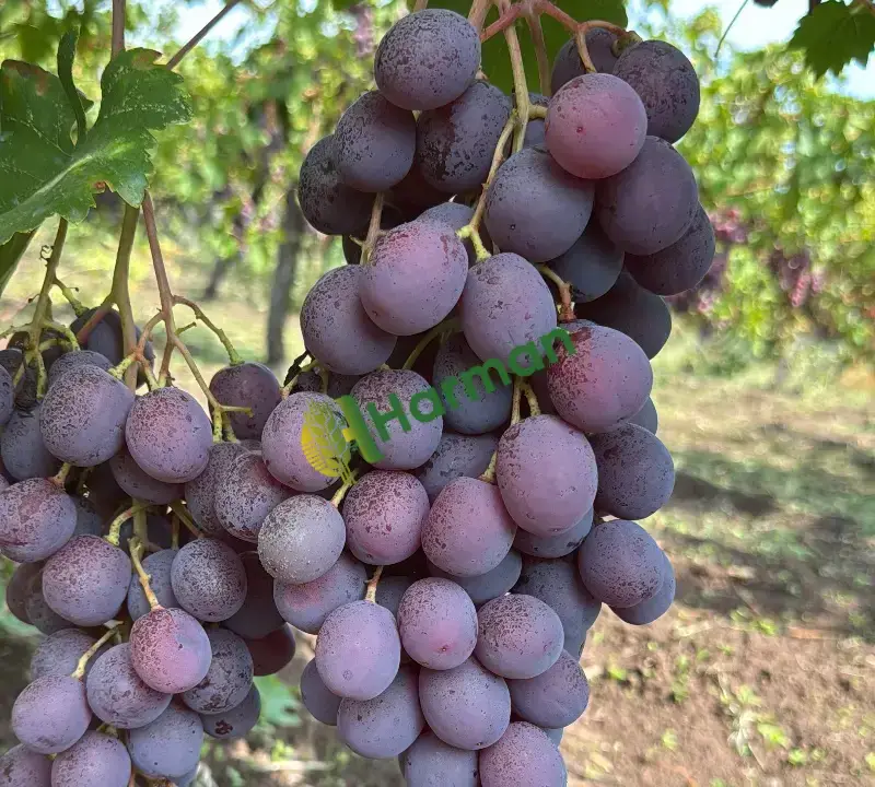 Kaliteli Red globel üzüm
