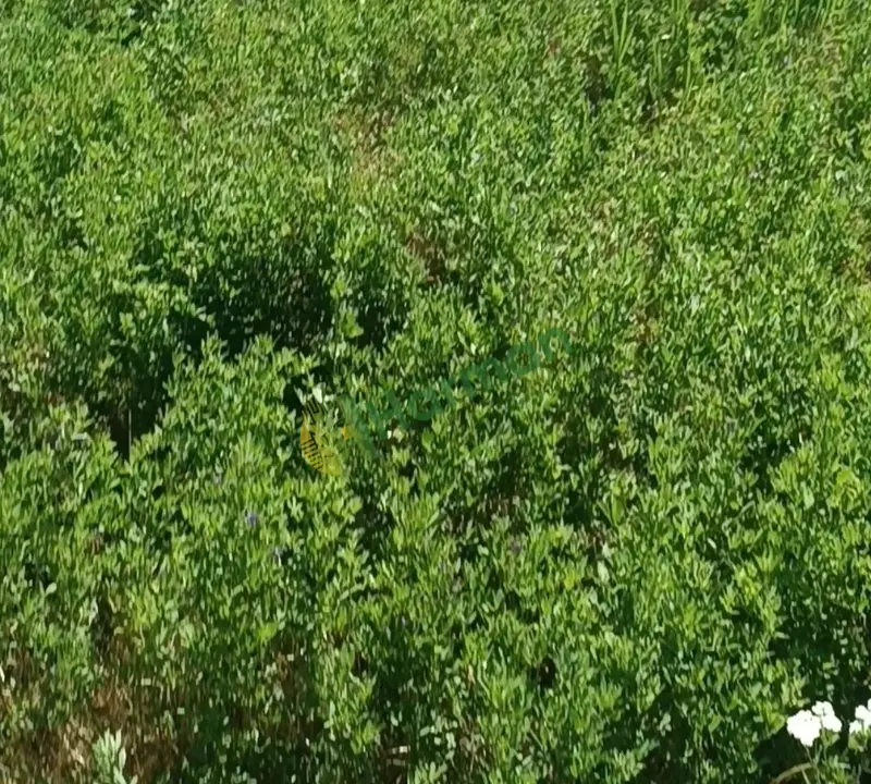 Kaliteli yonca kır otu arpa balyasi