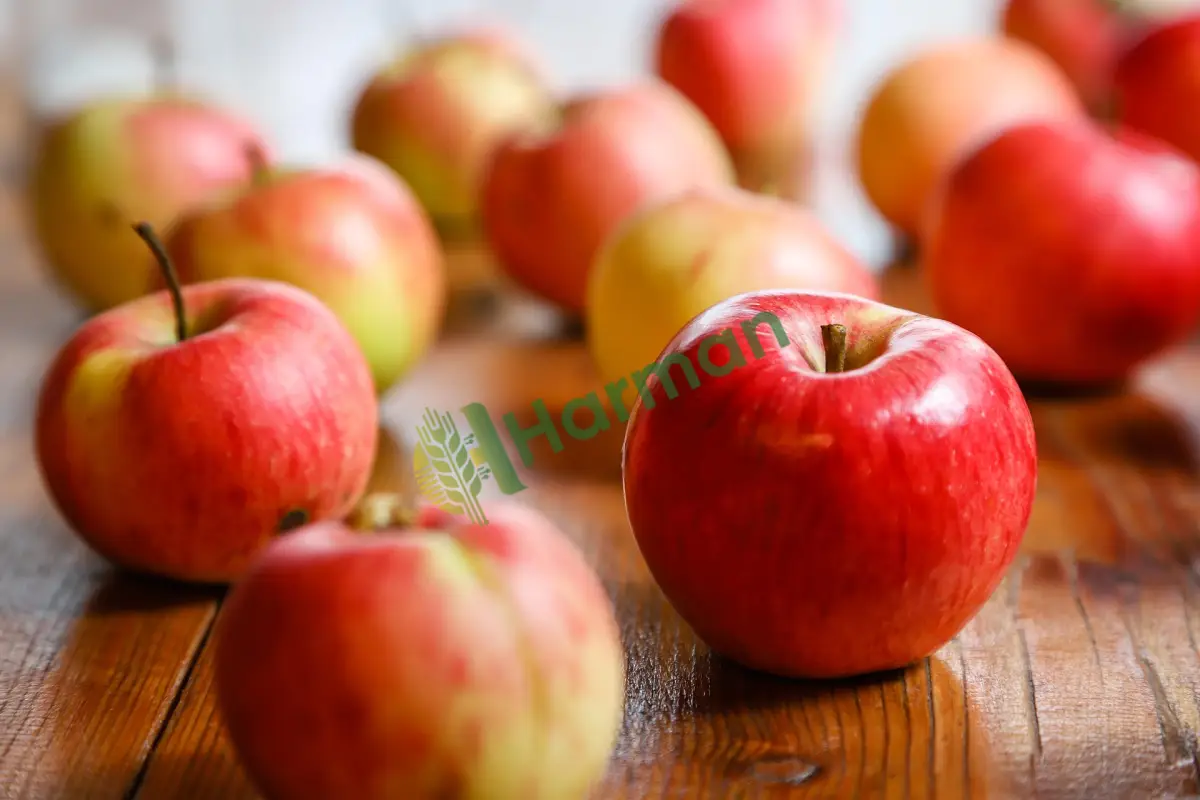 Kamyon bazlı dökme ekşi Granny Smith elma, satılık - Yozgat Kadışehri