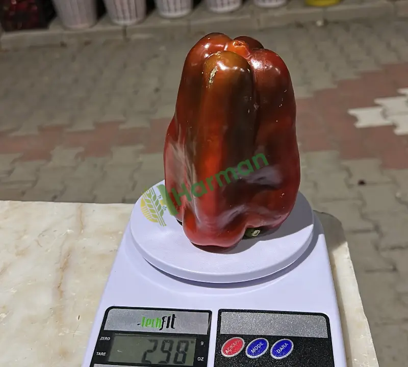Kapya Biber