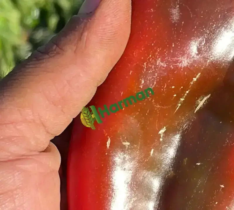 Kapya biberi