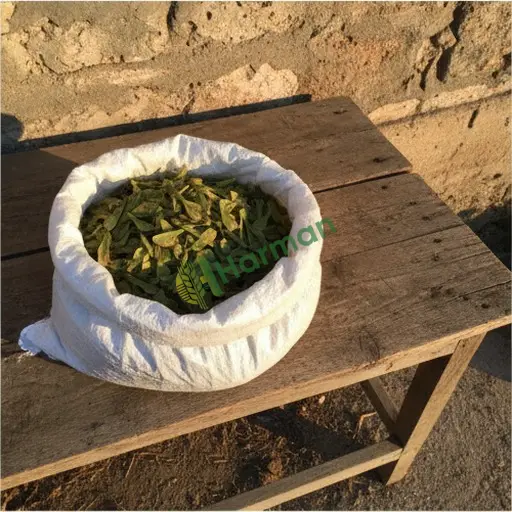 Akçaağaç tohumu alınır - Karabük Yenice