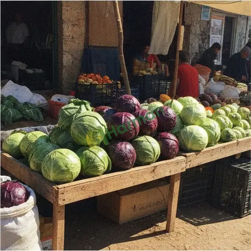 Karabük Eskipazar lahana alınır