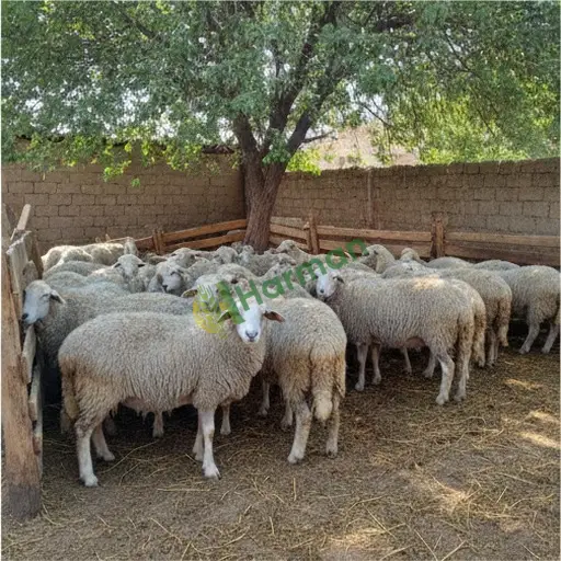 Karabük Eskipazar'da besi koyunu alıyorum
