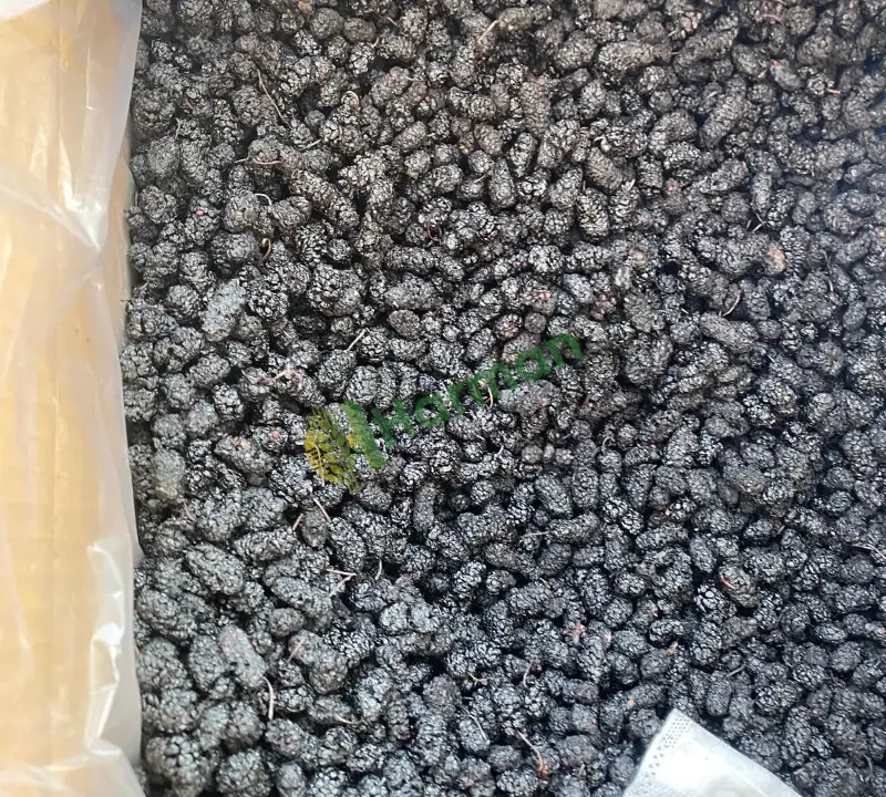 Karadut