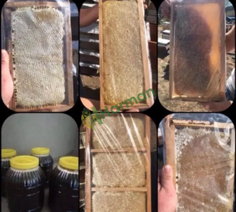 Karakovan mumlu mumsuz çıtalı bal