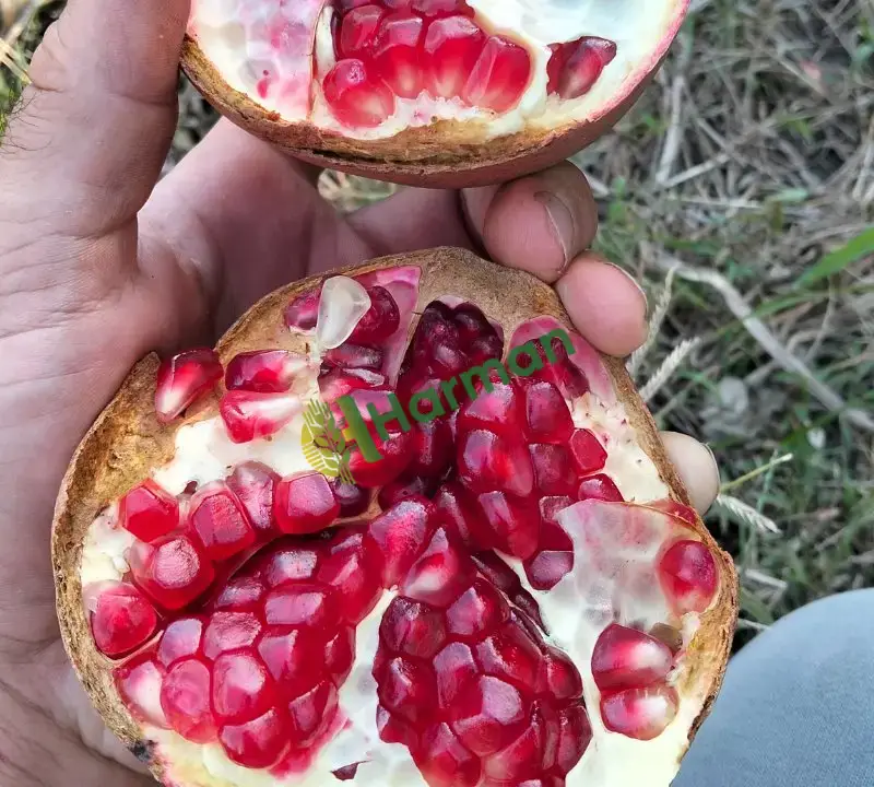 Karalar Nari