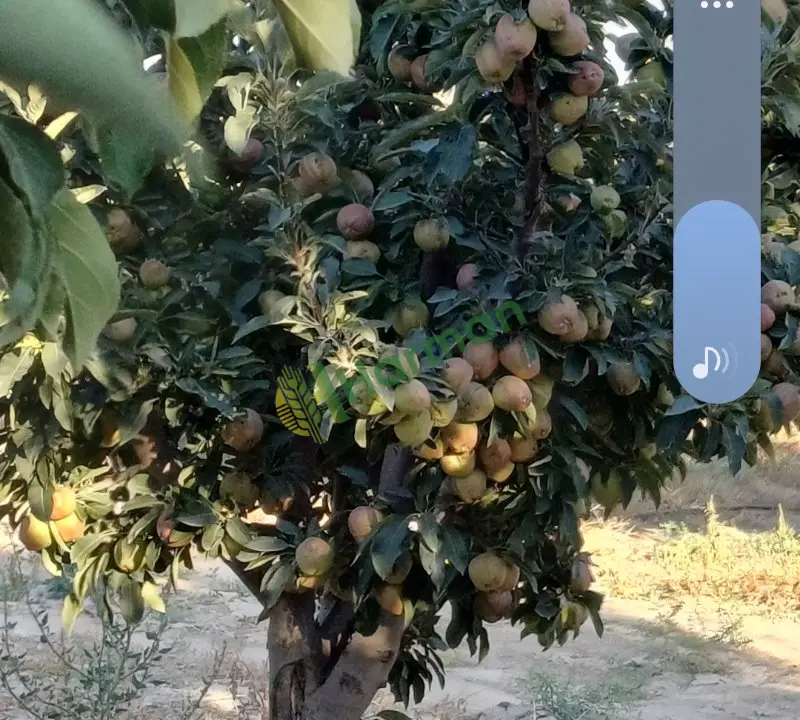 Karaman Akçaşehir