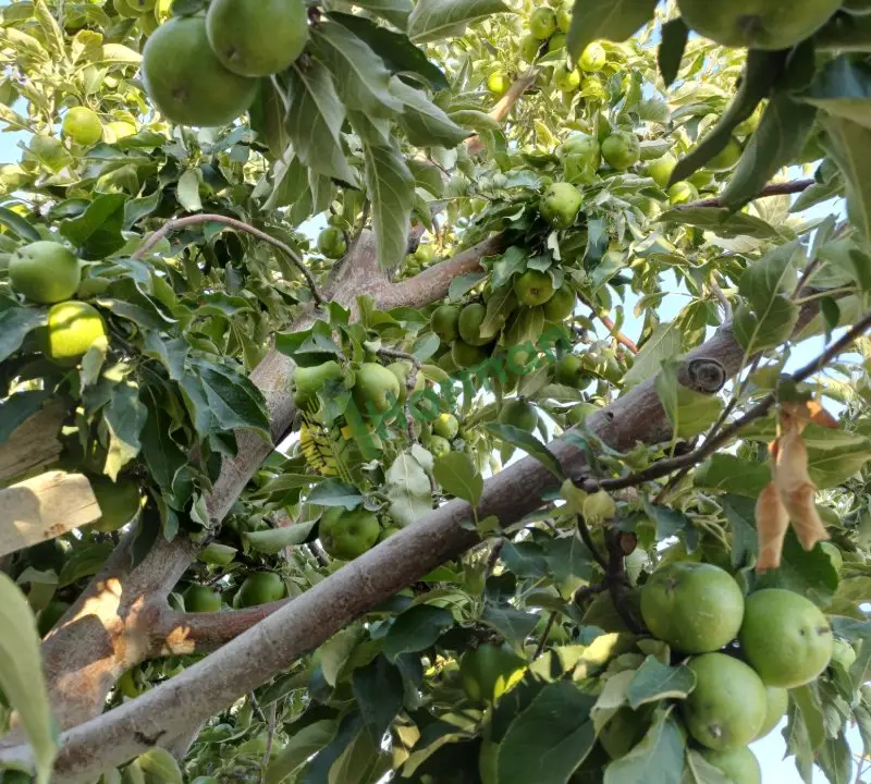 Karaman Akçaşehir
