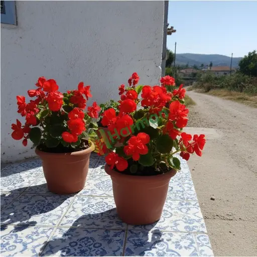 Karaman Merkez begonya alınacak