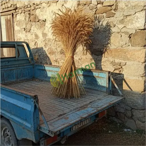 Karaman Ermenek'te çavdar satılır