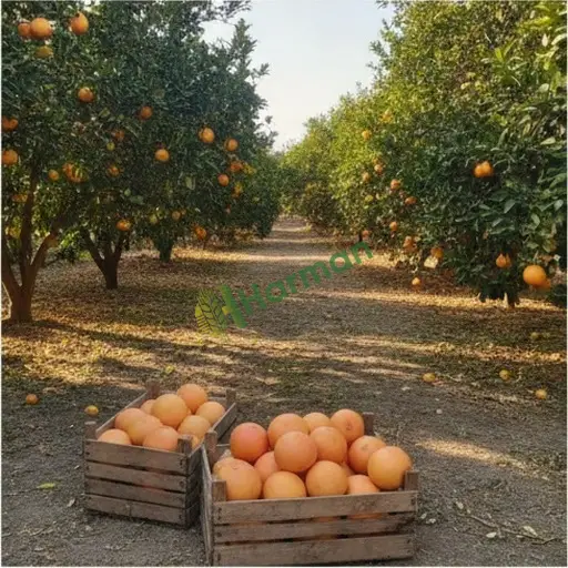 GREYFURT hal fiyatı