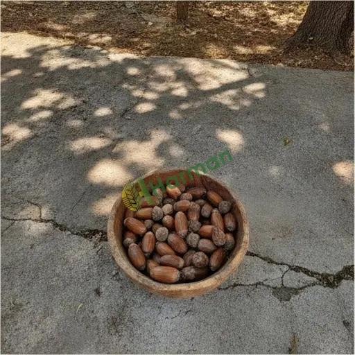 Karaman Merkez'de meşe tohumu yerinden alınır