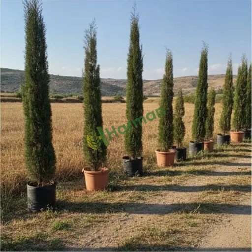 Karaman Başyayla'da sütunlu servi satılık
