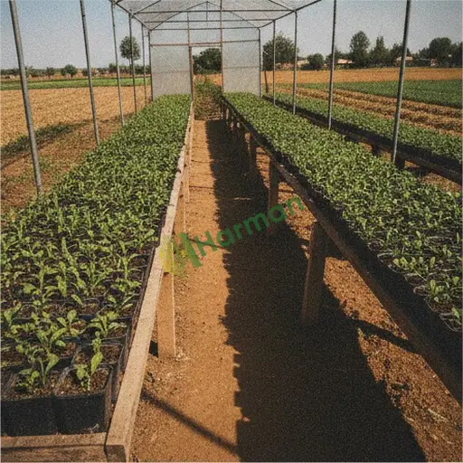 Bartın Ulus karanfil fidesi lazım