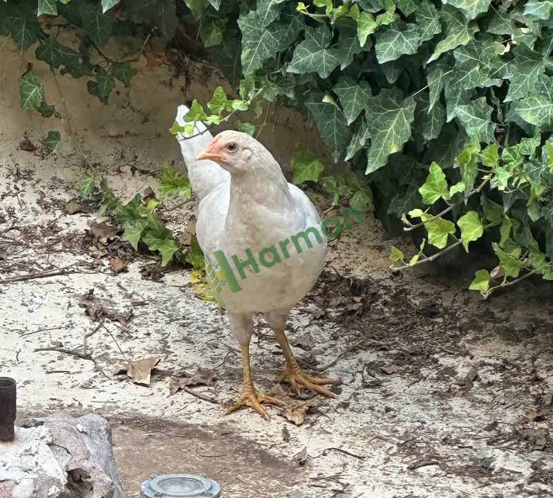 Karışık aşılı tavuklar