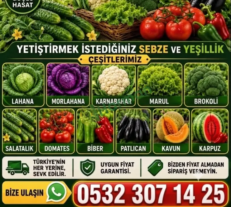 KARNABAHAR FİDE