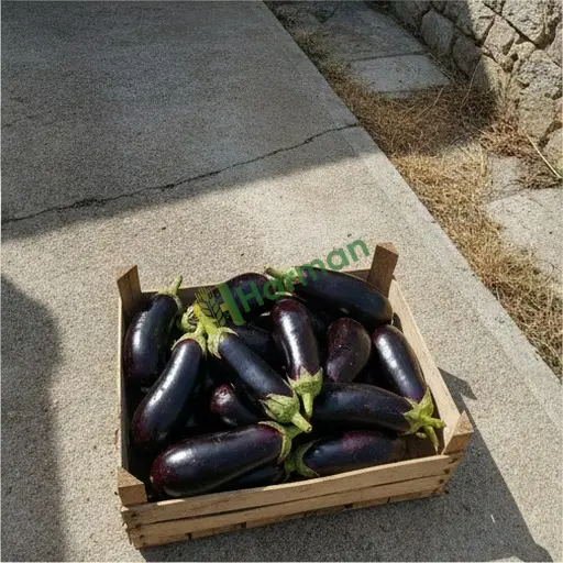 Malatya Hekimhan'den Aranan Patlıcan