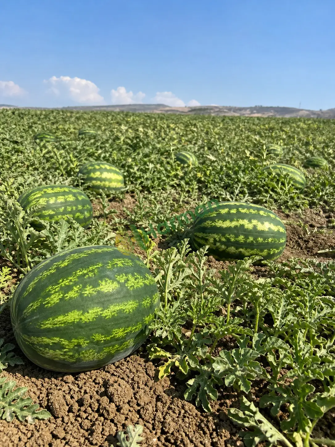 Karpuz alınır