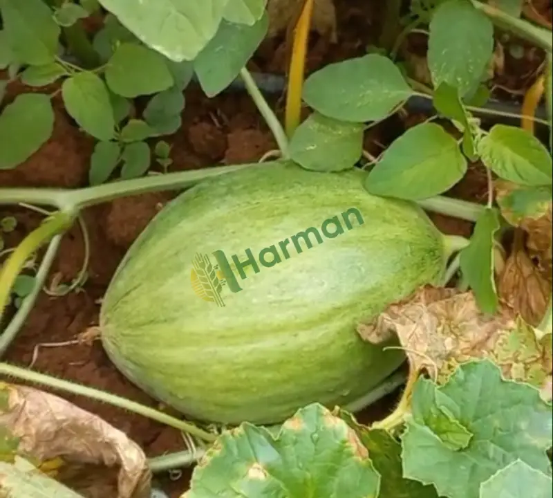 Karpuz Kavun Sera Üretimi