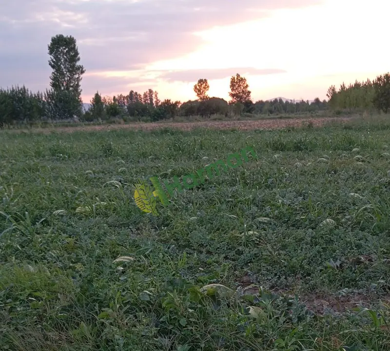 Karpuz toptan satılık