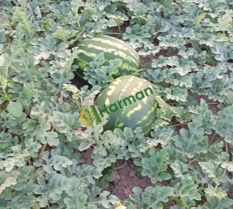 Karpuz toptan satılık