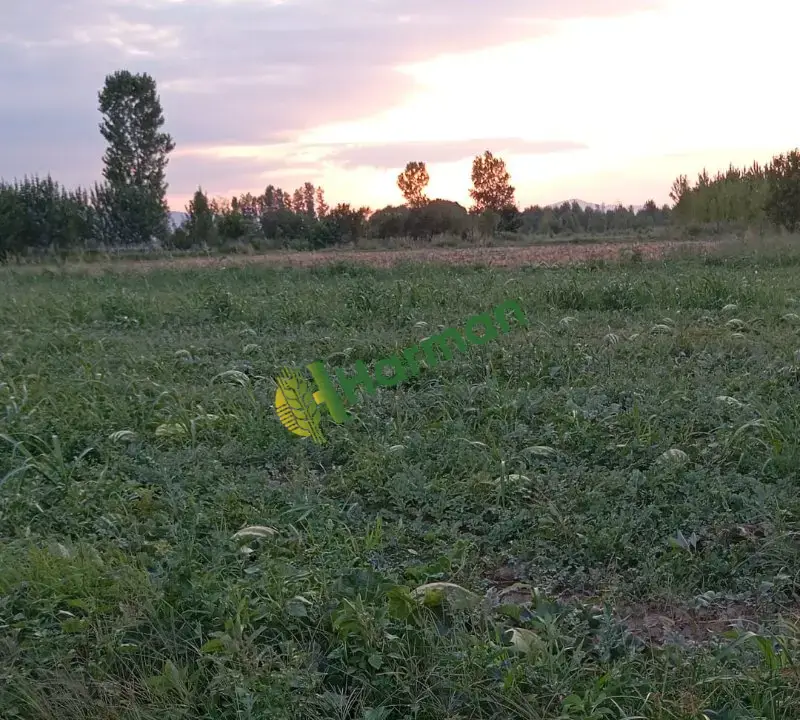 Karpuz toptan satılık