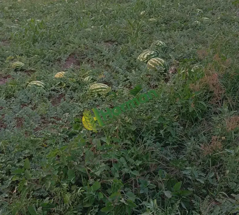 Karpuz toptan satılık