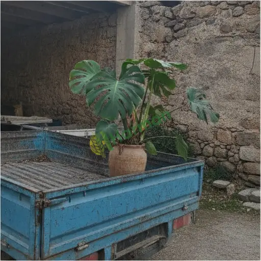 Kars Selim · Aranan Monstera Fidesi