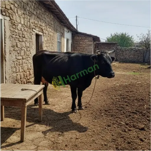Kars Merkez · Aranan Yerli Kara İnek
