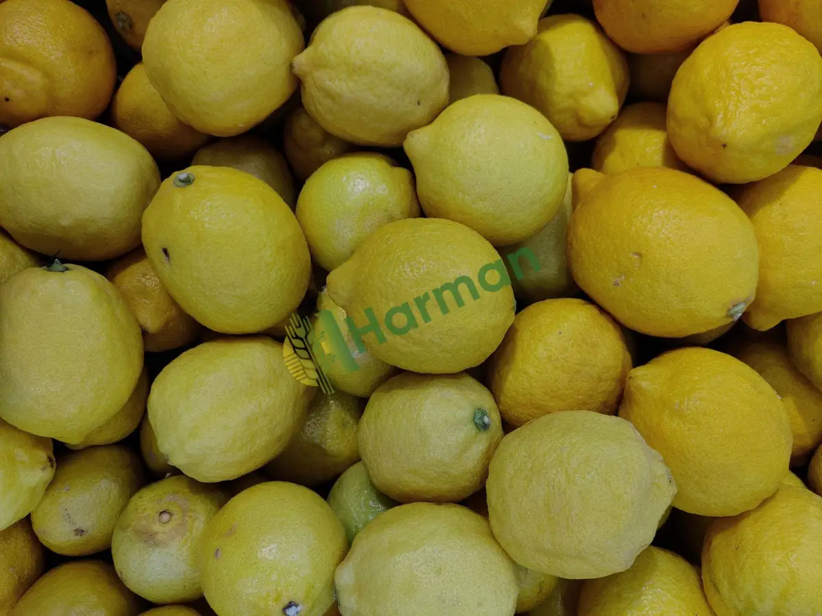 Kasalı taze kokulu yerli limon, satılık -Kırşehir Çiçekdağı
