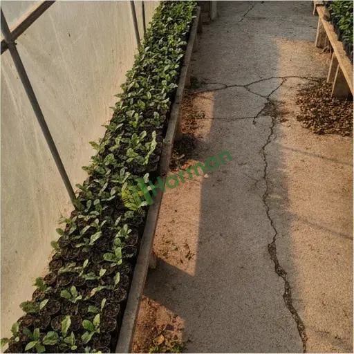 Kastamonu Cide'de gerbera fidesi satılık